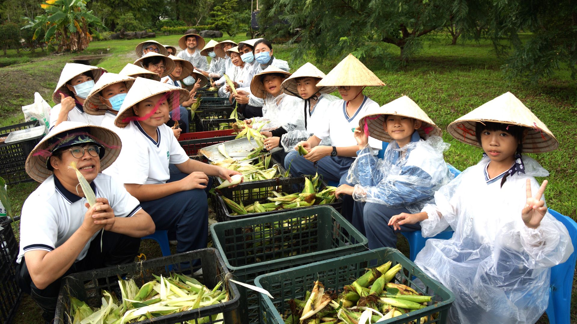 國小部師生來到玉米田採收玉米,有機無毒的玉米,是我們午齋的菜餚,吃起來真香甜。