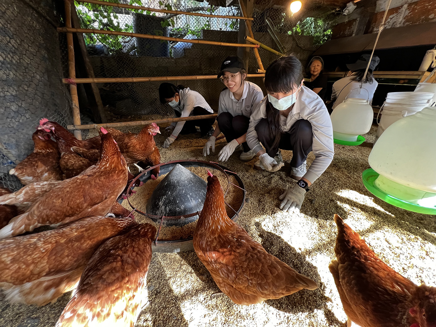 學生前往瑞穗紅葉福利雞蛋生產合作社親自採雞蛋。