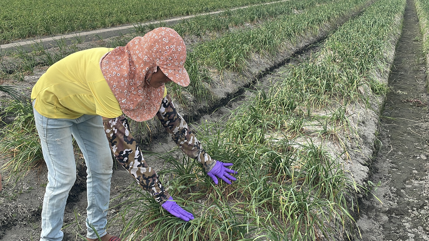 溪湖新住民阮金紅勤耕韭菜花田，用雙手摘出雙學霸。