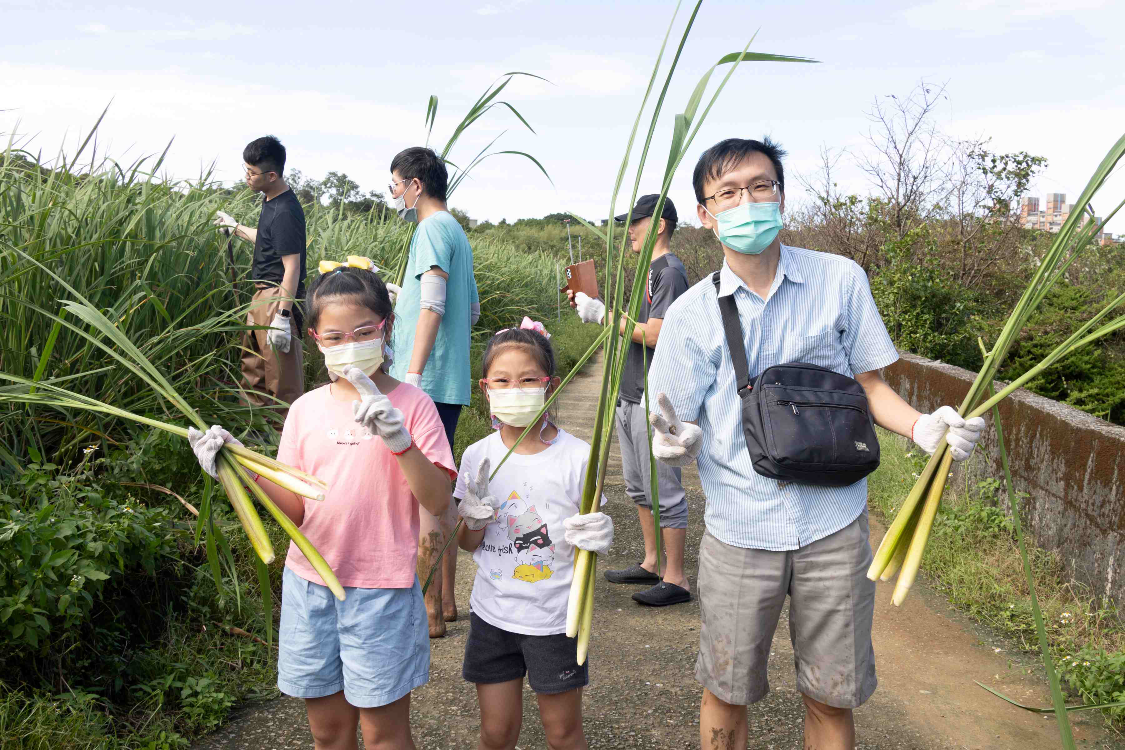 10月25及26日茭白筍節+將辦理茭白筍採筍體驗。