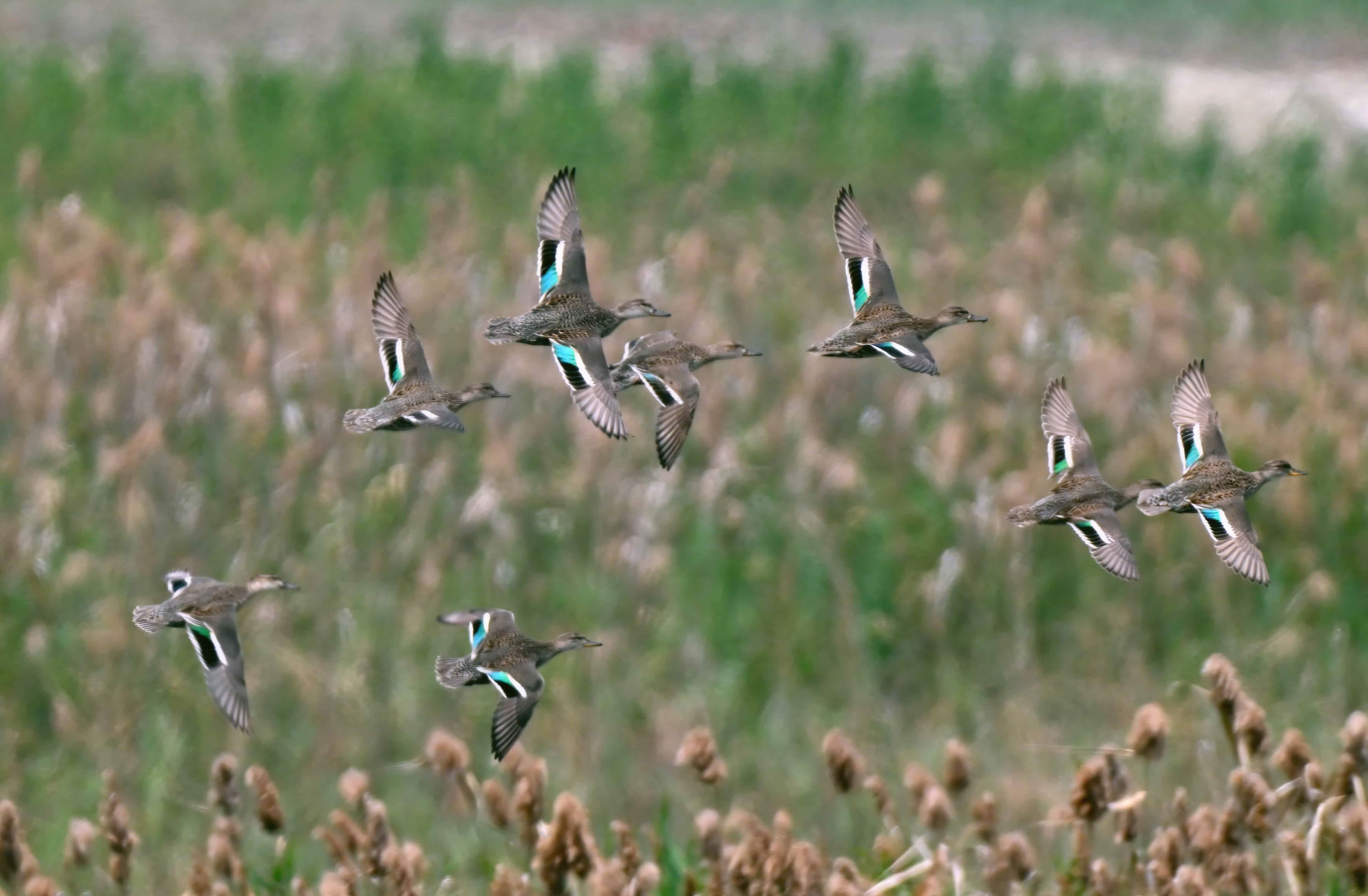 「由淺入深的羽色變化，見證繁殖季的華麗轉身」攝影：王俊仁