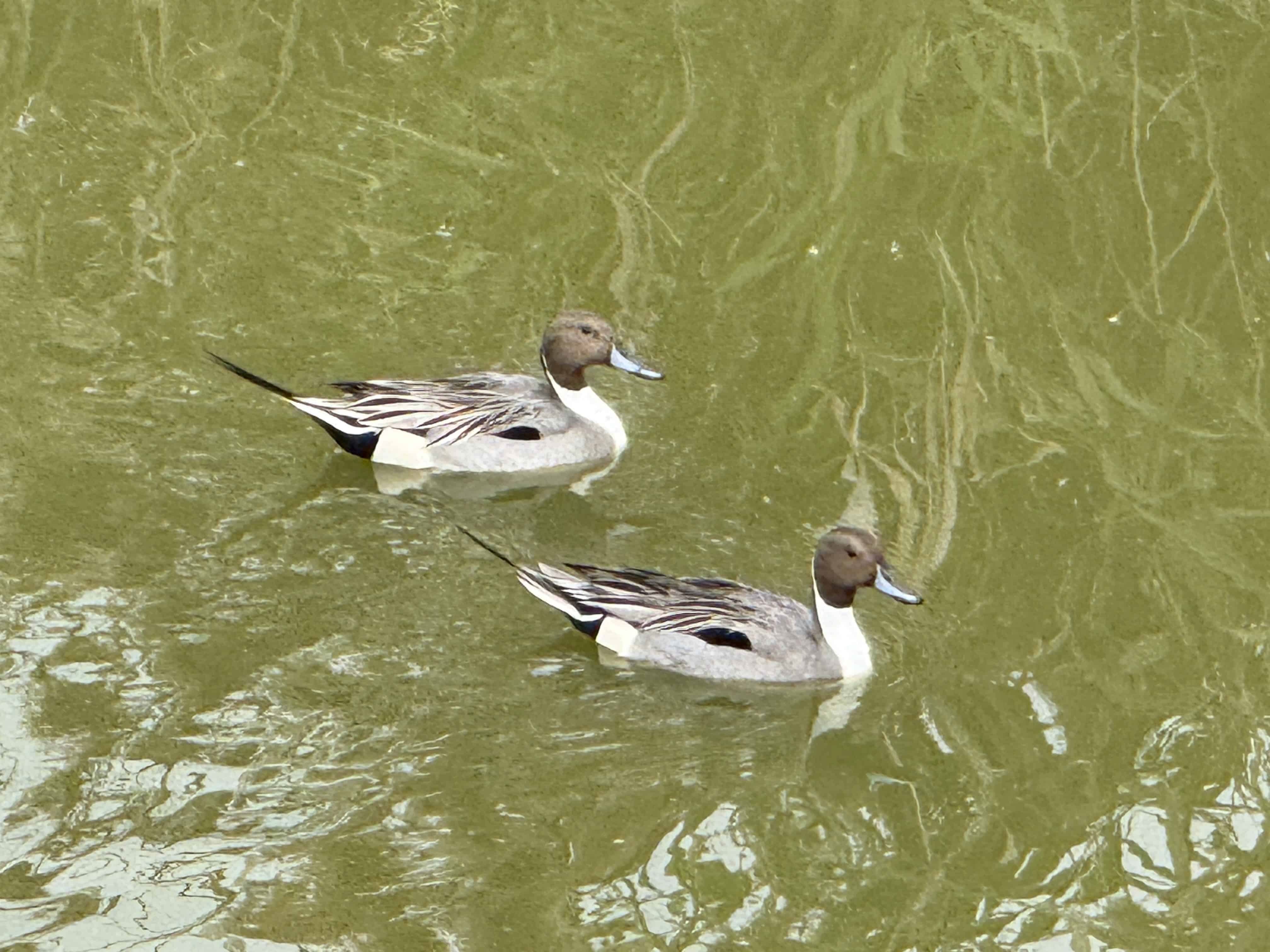 「流線身影劃過水面，寫下遷徙的輕盈詩篇」攝影：陸岡寧