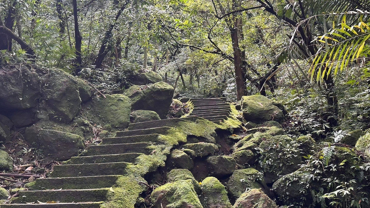 走進孝子山步道，感受被層層綠意環繞的山林風景。