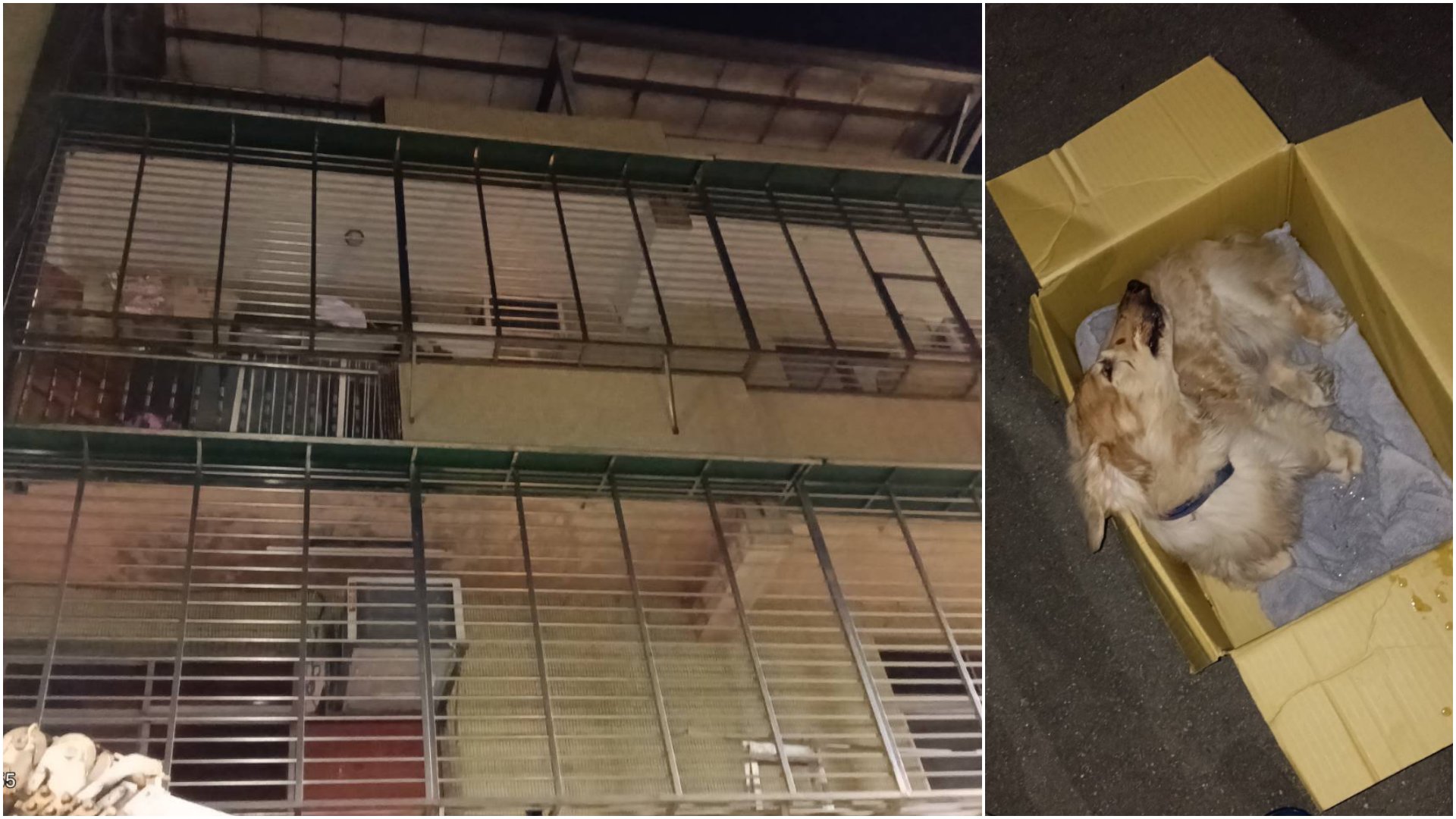 臘腸犬被單獨留置的住家，陽台欄杆縫隙大有墜樓風險（左圖）。新北動保處緊急移送犬隻（右圖）。