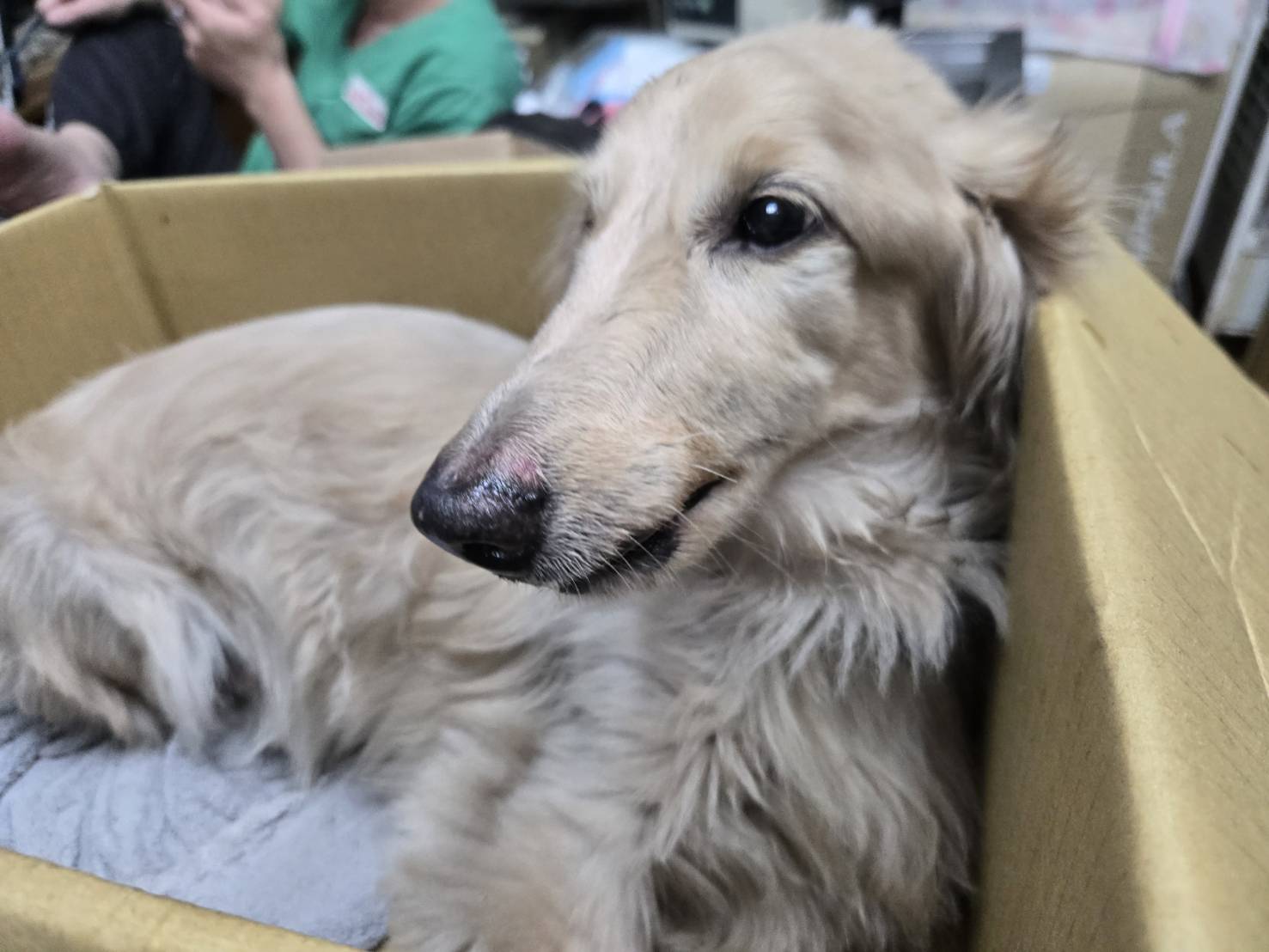 經過治療後，臘腸犬情緒較為穩定