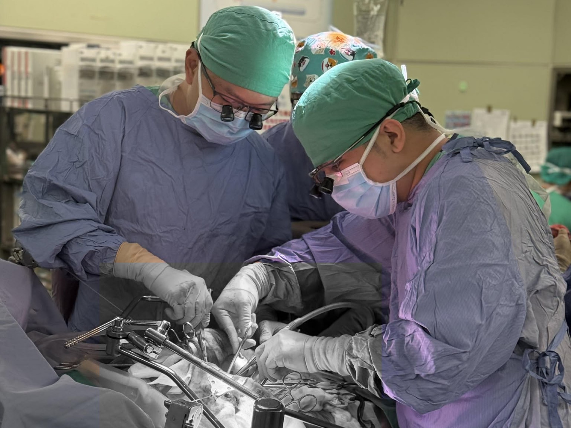 一般外科林修賢醫師(右)與李懿軒醫師(左)正在為即將接受捐贈的父親進行肝臟移植前的處理。