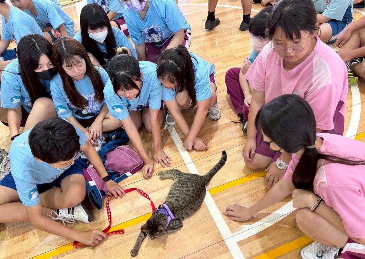 學生與陪伴貓互動