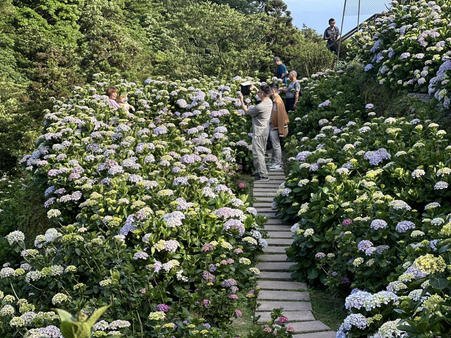 減藥友善種植繡球花盛開 安心共享竹子湖療癒花園(大梯田花卉生態農園)