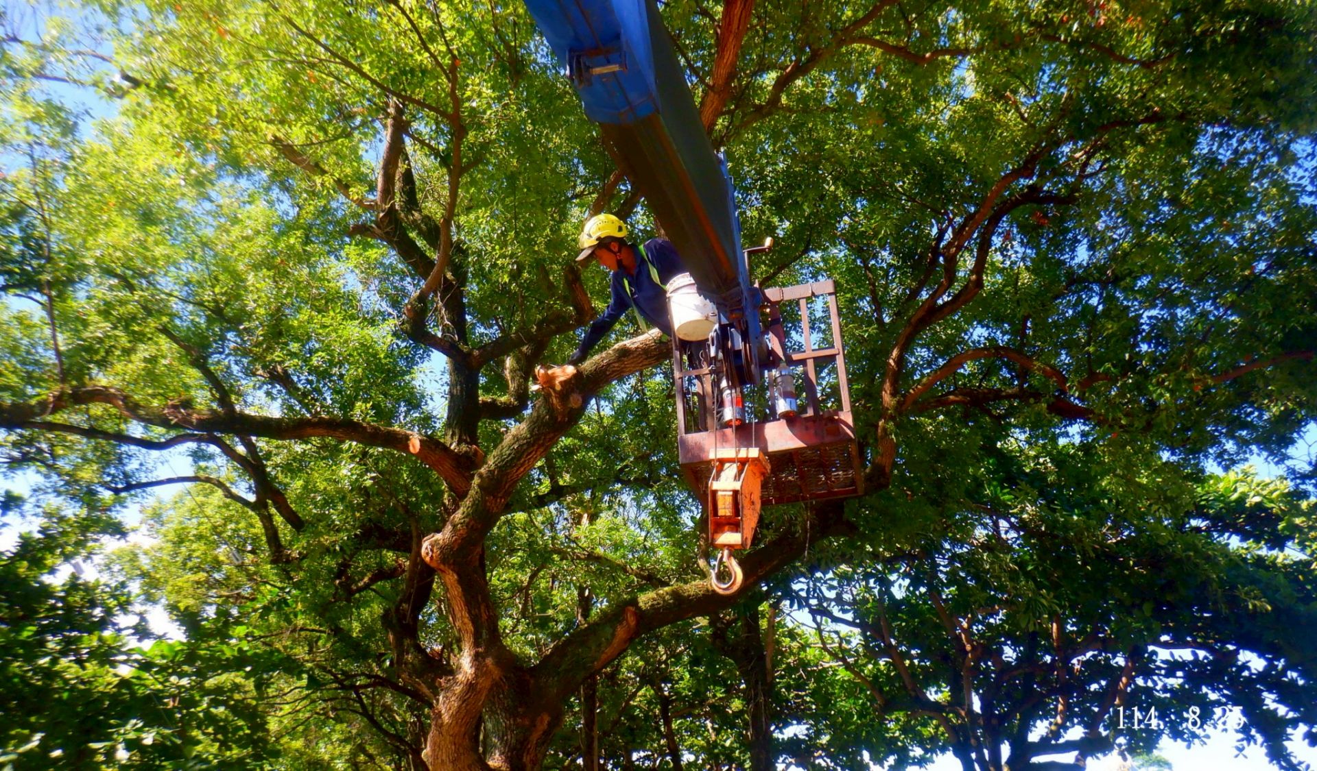 高枝修剪作業示意圖