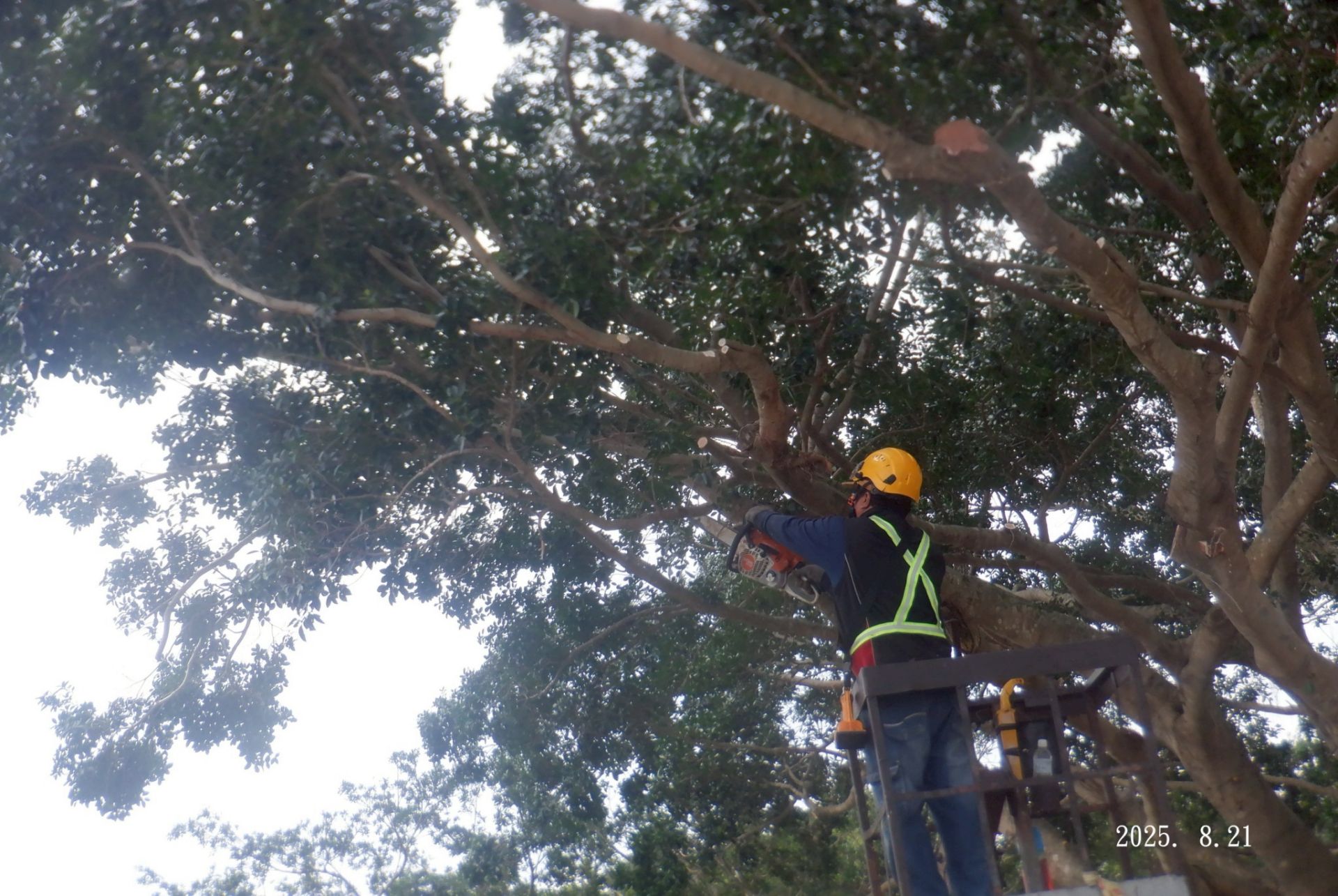 高枝修剪作業示意圖