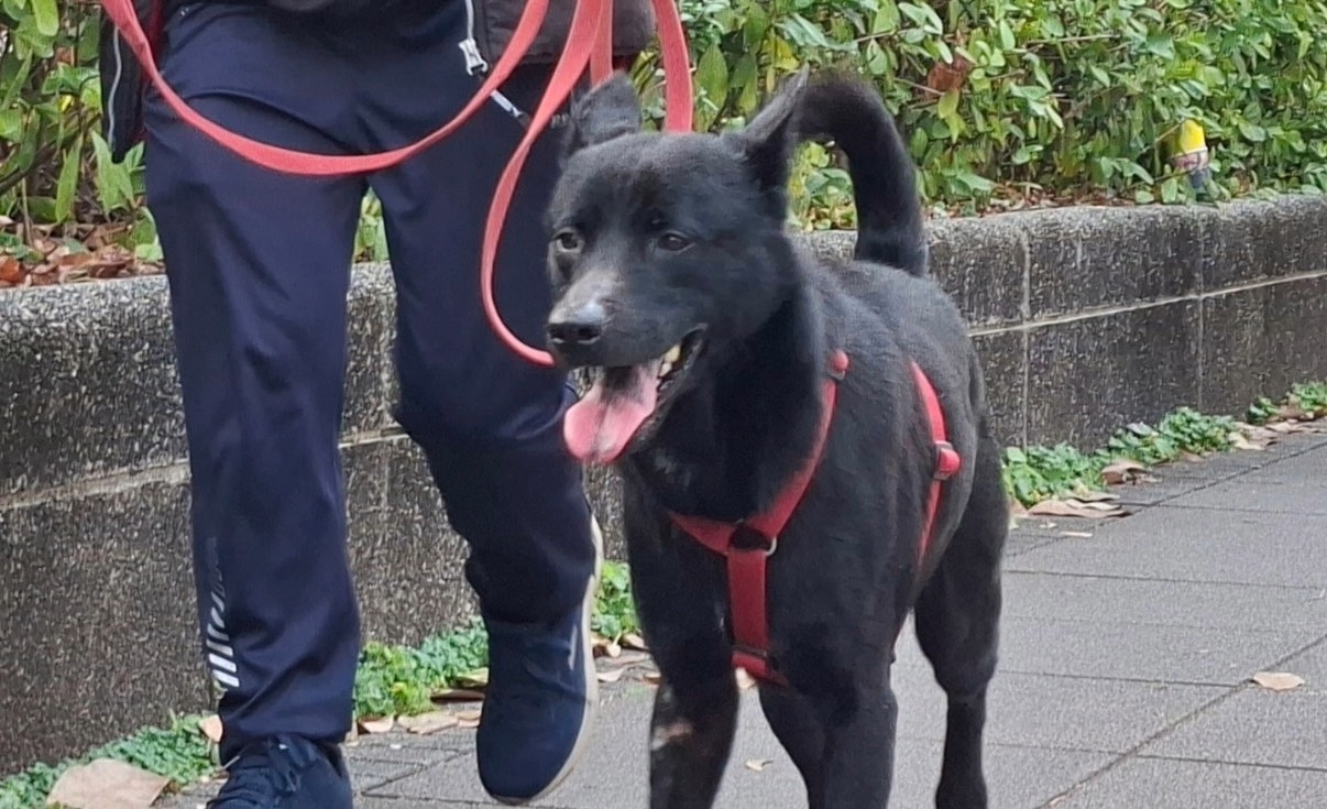 穩定訓練中的烏梅