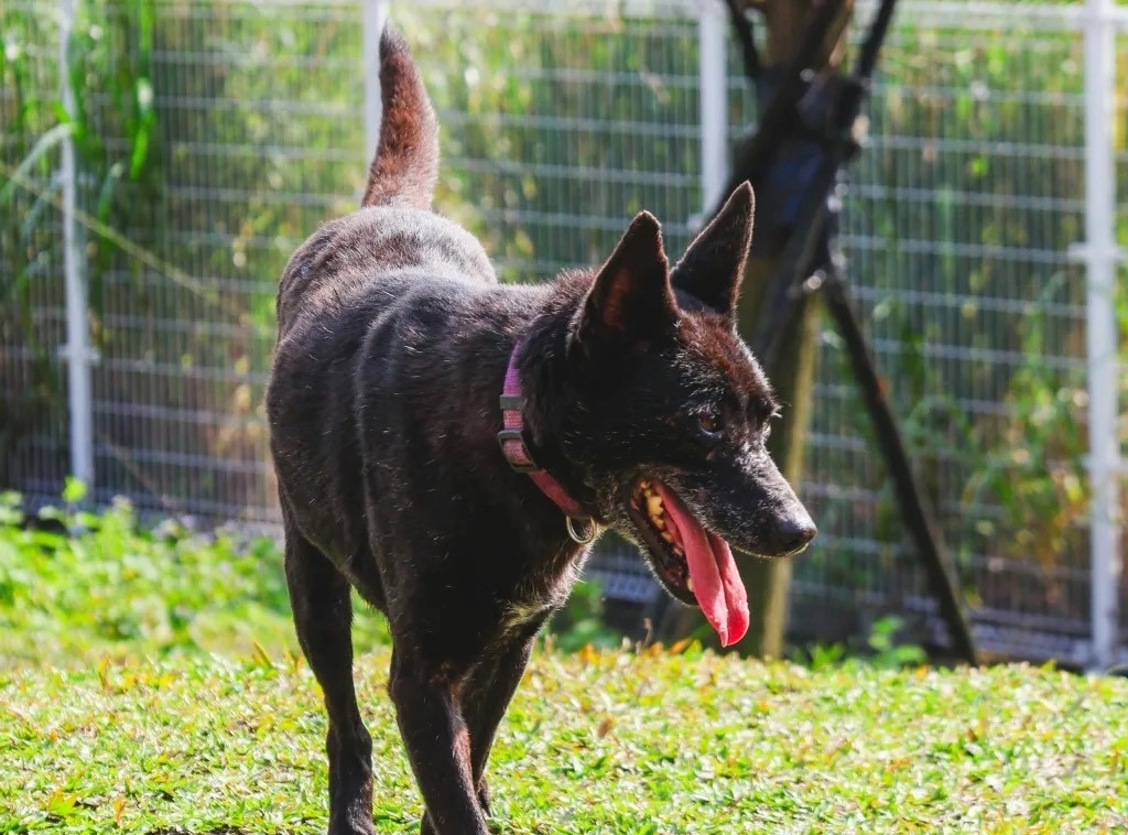 Jennifer休閒的散步