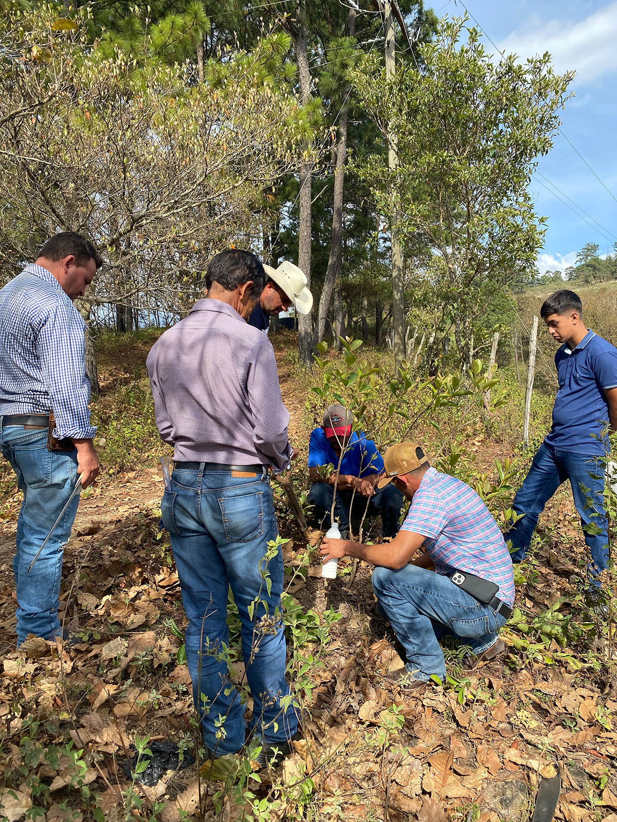 展望會訓練流芳咖啡計畫區小農利用天然樹林的遮蔭提升咖啡豆產量。