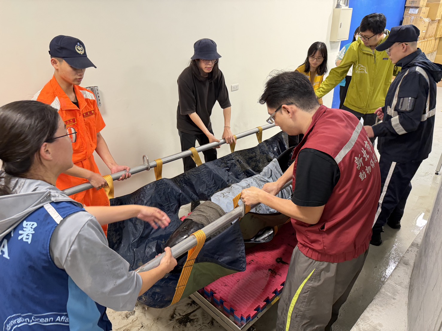 從擱淺到回家！新北成功救援4隻小虎鯨野放外海