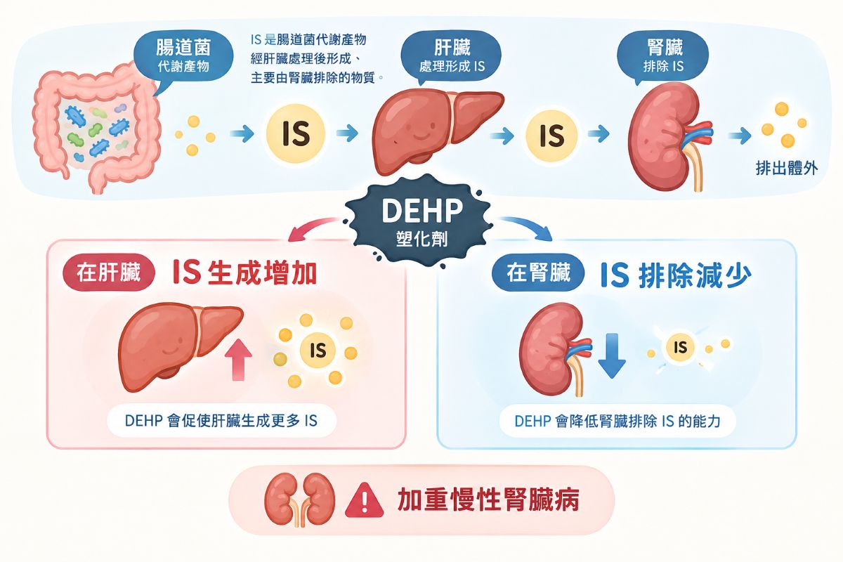 塑化劑DEHP影響肝腎機制 可能促使尿毒素累積
