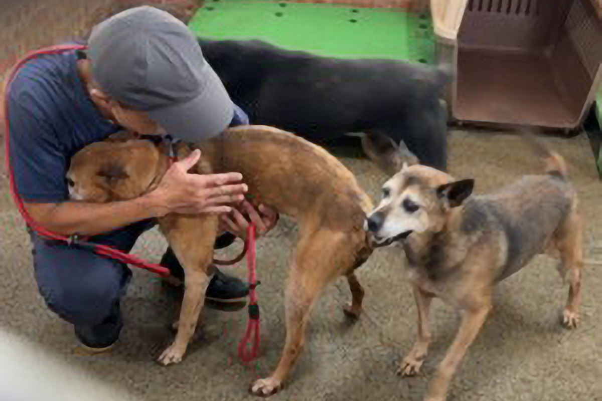 狗場內與犬隻互動